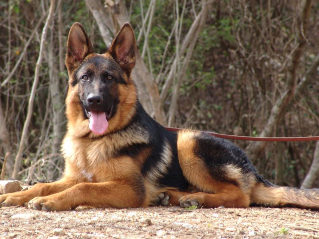 Pourquoi la Journée nationale du chien est-elle célébrée en Argentine